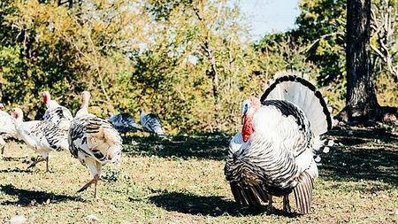 Cork poultry farmer concerned about his turkeys contracting bird flu