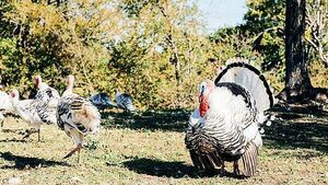 Cork poultry farmer concerned about his turkeys contracting bird flu Cork poultry farmer concerned about his turkeys contracting bird flu