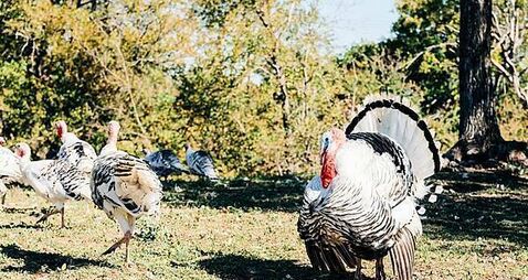 Cork poultry farmer concerned about his turkeys contracting bird flu
