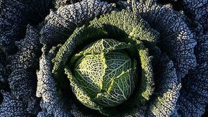 Cabbage divination and turnip lanterns revived ahead of Halloween Cabbage divination and turnip lanterns revived ahead of Halloween