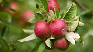 <p>This is a good country in which to grow apples as our mild climate suits these plants.</p> <p>This is a good country in which to grow apples as our mild climate suits these plants.</p>