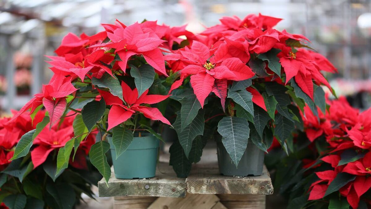 Green Fingers: Discovering deadly plants around Halloween