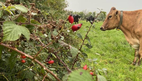 Last year's winner of the Under 18 Category in the Hedgerow Ireland - ICMSA National Photography Competition, Michael O'Brien. Last year's winner of the Under 18 Category in the Hedgerow Ireland - ICMSA National Photography Competition, Michael O'Brien.