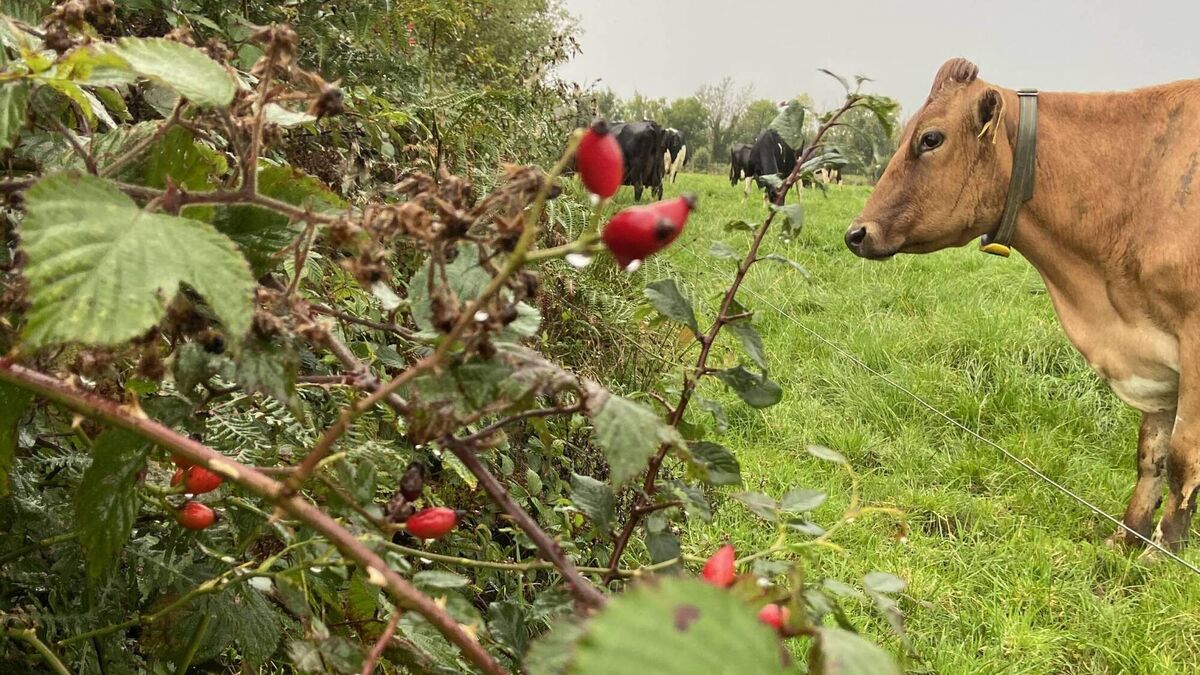 Snap happy! Hedgerow Ireland – ICMSA 2025 National Photography Competition opens for entries