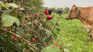 Snap happy! Hedgerow Ireland – ICMSA 2025 National Photography Competition opens for entries Snap happy! Hedgerow Ireland – ICMSA 2025 National Photography Competition opens for entries