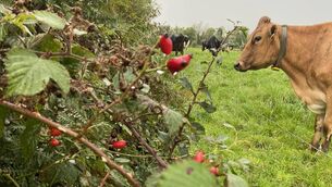<p>Last year's winner of the Under 18 Category in the Hedgerow Ireland - ICMSA National Photography Competition, Michael O'Brien.</p>