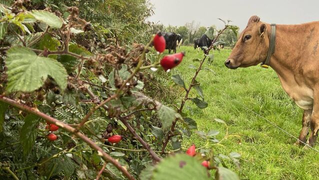 Snap happy! Hedgerow Ireland – ICMSA 2025 National Photography Competition opens for entries