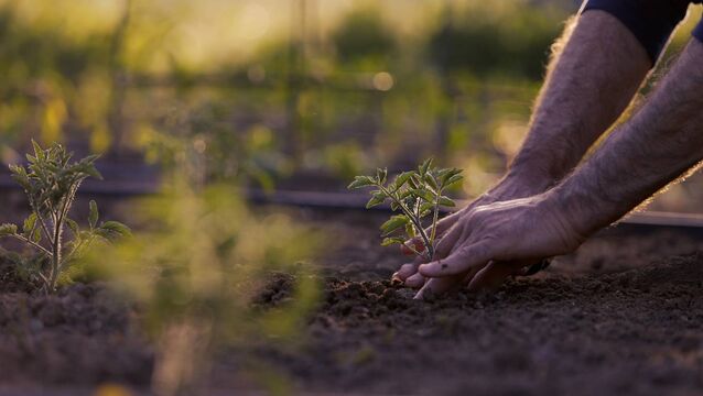 <p>Making the neighbourhood beautiful with flowers for next year. Stock Image. </p>