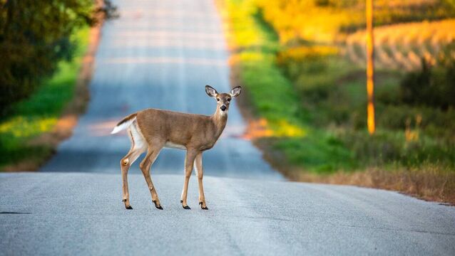 If deer are on the road, motorists should avoid using their horn or flashing lights, as this can startle the animals and cause unpredictable movement. <p>If deer are on the road, motorists should avoid using their horn or flashing lights, as this can startle the animals and cause unpredictable movement.</p>