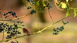 New housing plan expected to go to Cabinet next week, says housing minister New housing plan expected to go to Cabinet next week, says housing minister