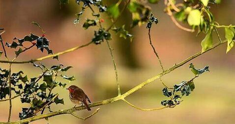 Fota Wildlife Park extends closure over bird flu outbreak