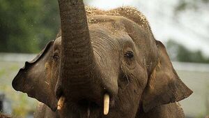 Dáil hears allegations of sexual harassment and animal deaths at Dublin Zoo