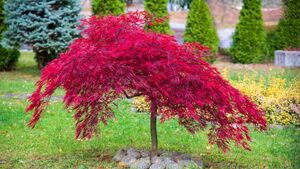 Green Fingers: Small trees that suit most gardens