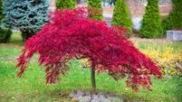 Green Fingers: Small trees that suit most gardens