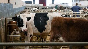 Farming: Latest results from the sales rings at Dungarvan Mart