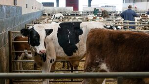 <p>The next weanling sale at Dungarvan Mart will be on Thursday, November 20. </p> <p>The next weanling sale at Dungarvan Mart will be on Thursday, November 20. </p>