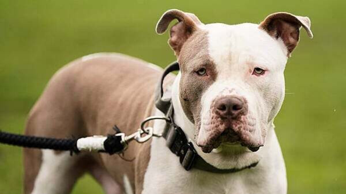 Almost half of dogs involved in reported incident of aggressive behaviour were restricted breeds