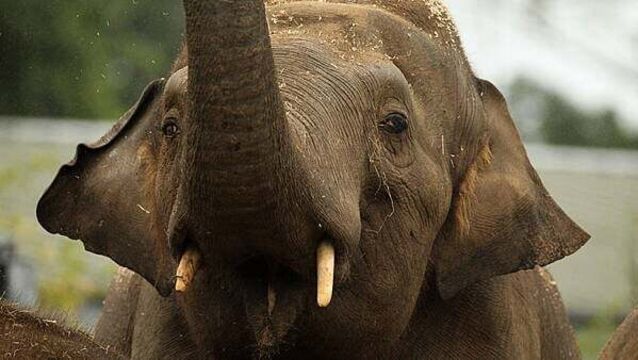 Endangered species among animal deaths at Dublin Zoo as mortality climbs by 64 per cent