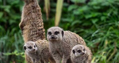 Fota Wildlife Park announces birth of two meerkat pups