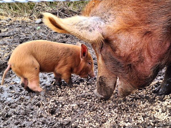The surprise piglets were born last spring. Photo: Jolene Coady