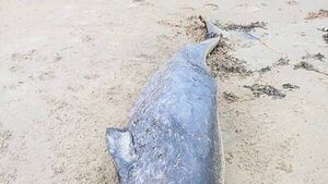 Whale species never seen in Irish waters washes up on Donegal coast