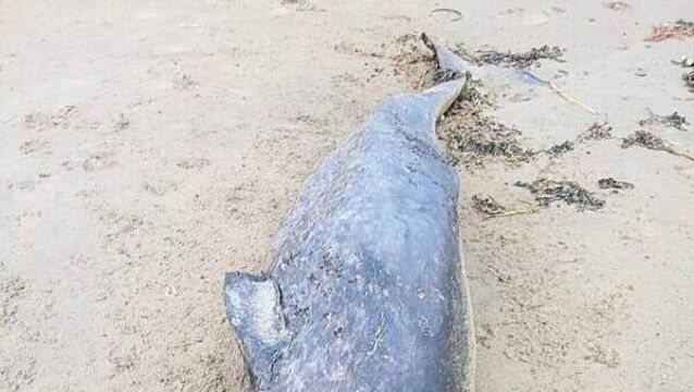 Whale species never seen in Irish waters washes up on Donegal coast