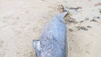 Whale species never seen in Irish waters washes up on Donegal coast