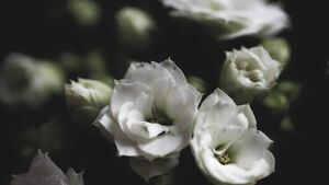 Recent deaths of people from Waterford city and county