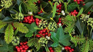 Green Fingers: Countdown to the festive season