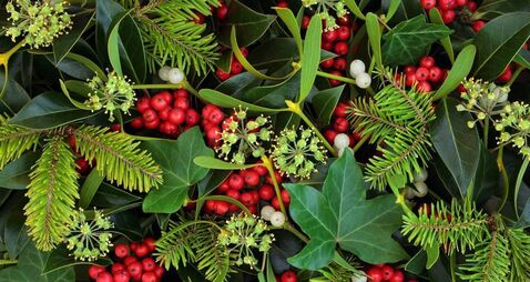 Green Fingers: Countdown to the festive season