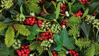 Green Fingers: Countdown to the festive season