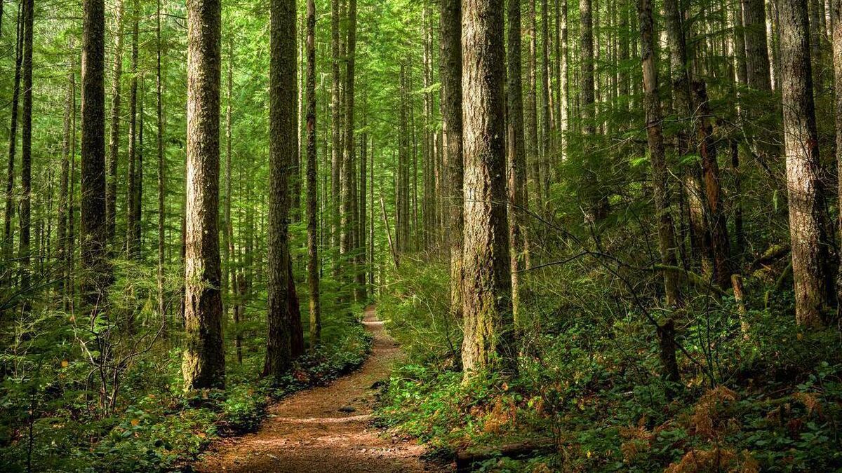 RDS launches 2026 Forest and Woodland Awards to find Ireland’s green champions