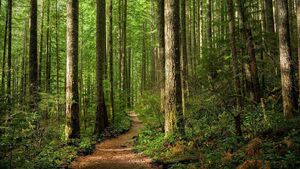 RDS launches 2026 Forest and Woodland Awards to find Ireland’s green champions