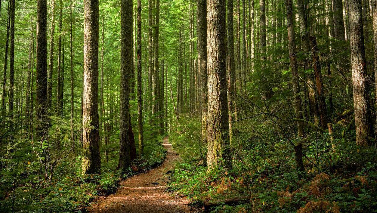 RDS launches 2026 Forest and Woodland Awards to find Ireland’s green champions