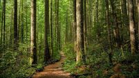 RDS launches 2026 Forest and Woodland Awards to find Ireland’s green champions