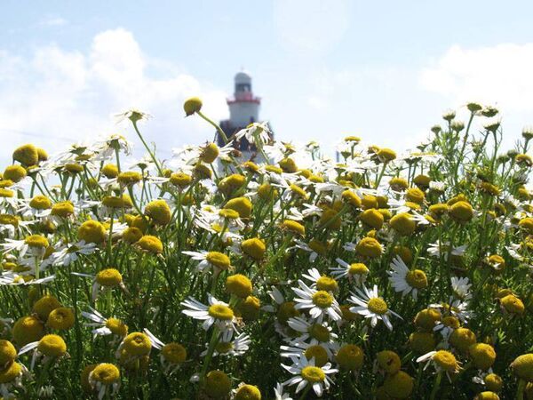 The age old tradition that is Daisy Day will be revived at Hook Lighthouse on New Year's Day from noon to 4pm. Photograph Jimmy Fallon. 