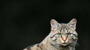 Archaeologist uncovers Ireland’s first known wildcat from 5,500 years ago