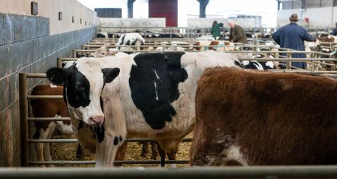Farming: Latest results from the sales rings at Dungarvan Mart