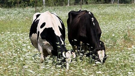 First suspected bluetongue outbreak in Northern Ireland under investigation