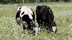 Suspected bluetongue case ‘could have serious consequences’ for agrifood sector