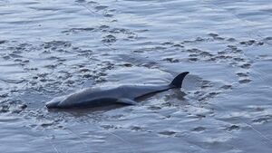 Dead dolphin in Waterford River