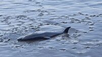 Dead dolphin in Waterford River