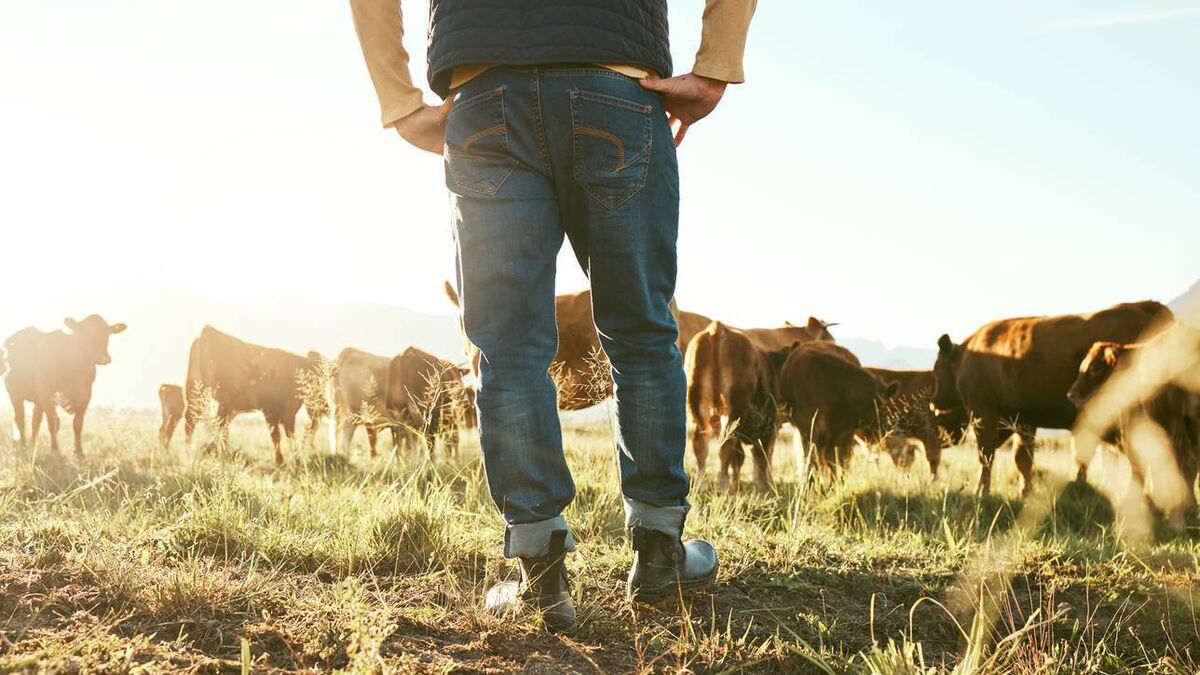 Waterford farmers to see payments under Beef Welfare Scheme in the coming days