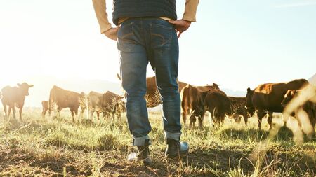 Waterford farmers to see payments under Beef Welfare Scheme in the coming days