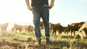 Waterford farmers to see payments under Beef Welfare Scheme in the coming days