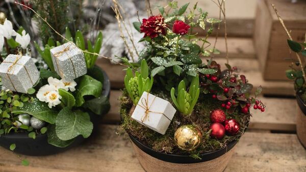 Green Fingers: It's December again