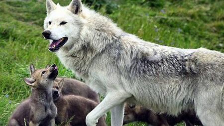 Young ‘cautious’ over potential reintroduction of wolves and lynx in the wild