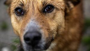 Waterford woman given suspended sentenced and banned for life from keeping animals