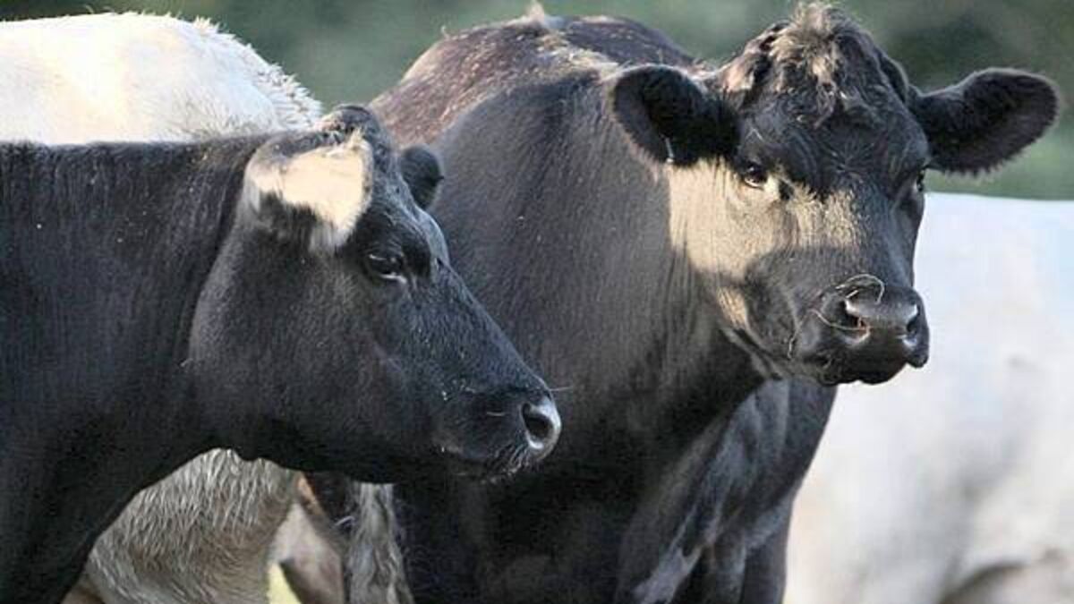Bluetongue suspected in second herd in Co Down