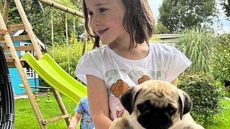Meath girl (6) gets Christmas wish with return of dogs